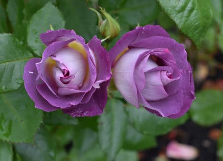 Concours Maisons et jardins fleuris